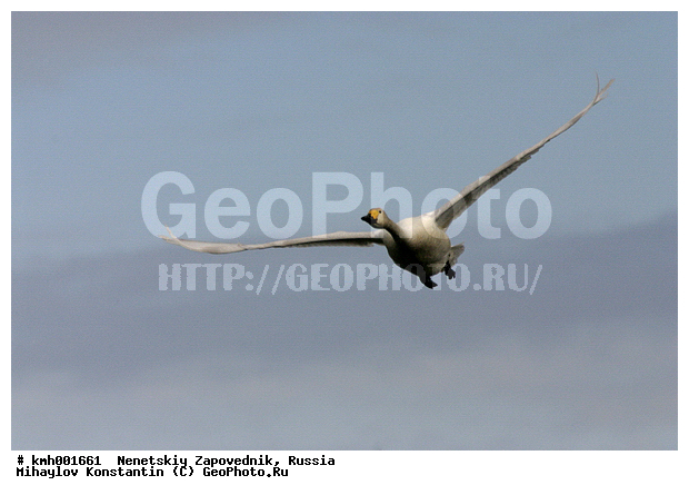 �������� ������, ��������, ��������, ��������, �����������, �����������������, ������������� �����, ������������� �����, XYZ, ������, Anatidae, ����� ������, ��������� ������, Cygnus bewickii